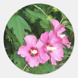 Sticker Rond Fleurs roses Rose de Sharon avec Bee