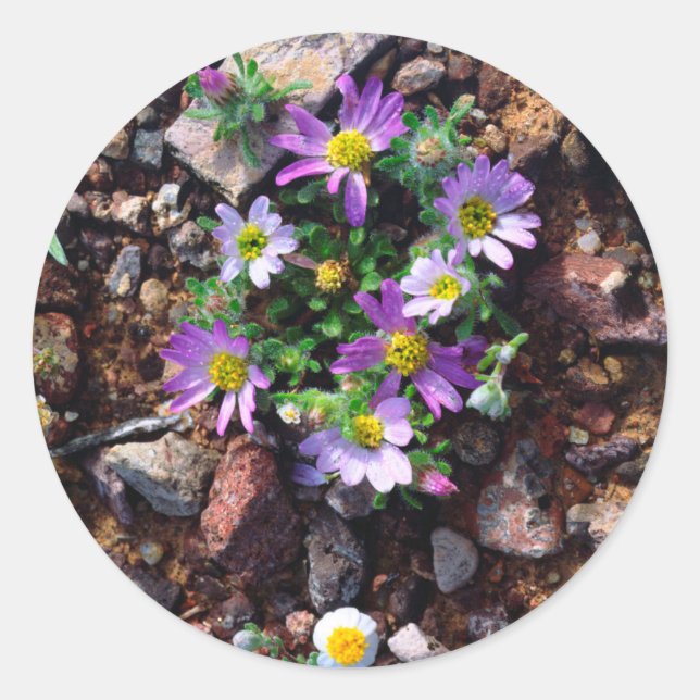 Sticker Rond Fleurs sauvages (Devant)