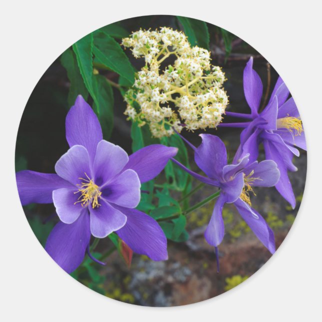 Sticker Rond Fleurs sauvages de colombine mutante (Devant)