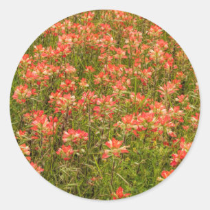 Sticker Rond Fleurs sauvages de pinceaux indiens du Texas
