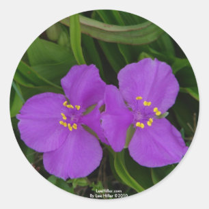 Sticker Rond Fleurs sauvages Fuchsia Spiderwort Cadeaux de Hot