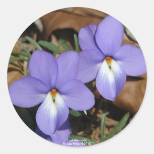 Sticker Rond Fleurs Sauvages Violette à Pieds d'Oiseau III Cade
