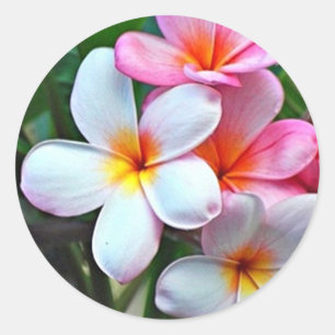 Sticker Rond Fleurs tropicales