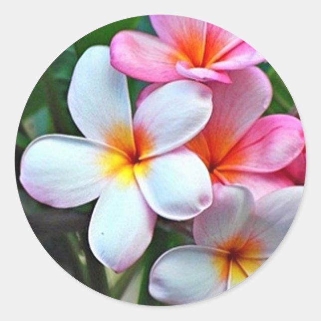Sticker Rond Fleurs tropicales (Devant)