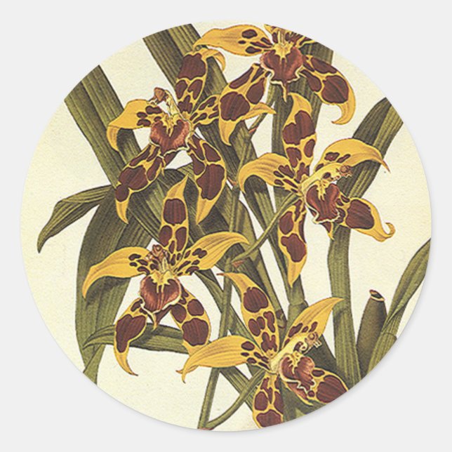 Sticker Rond Fleurs vintages Tropicales Odontoglossum Orchidées (Devant)