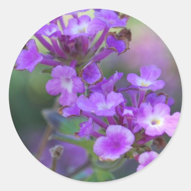 Sticker Rond Fleurs violettes (Devant)