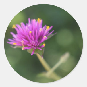 Sticker Rond Fleurs violettes Été Nature Photographie Florale