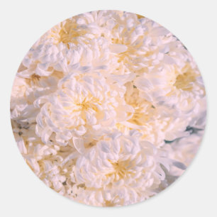 Sticker Rond floraison de chrysanthème