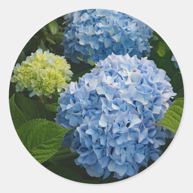 Sticker Rond Floral Blue Hydrangea Photo (Devant)