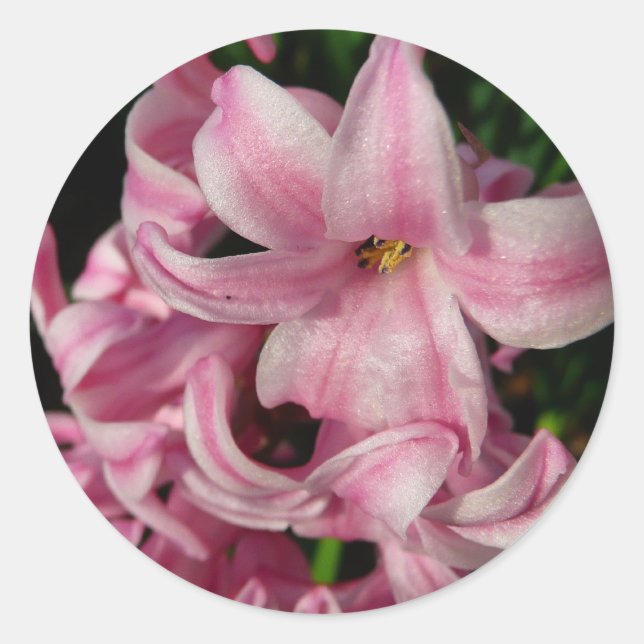 Sticker Rond Floral Pink Hyacinth (Devant)
