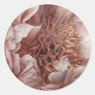 Sticker Rond Floral rose