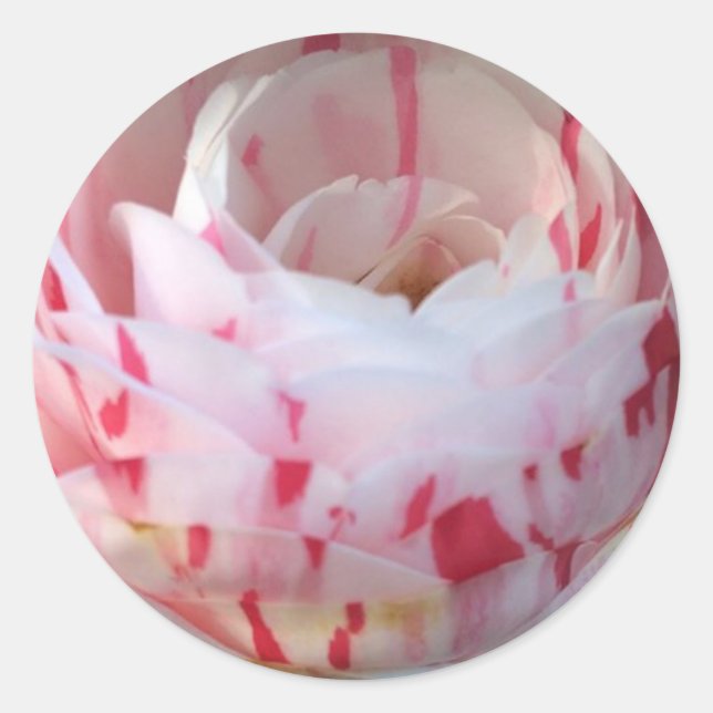 Sticker Rond Floral rose et blanc (Devant)