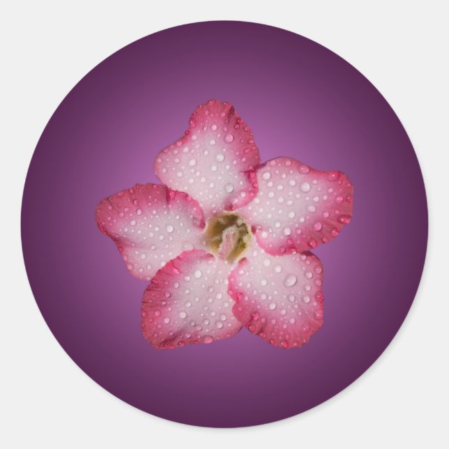 Sticker Rond Flore rose Adenium Violet rayé (Devant)