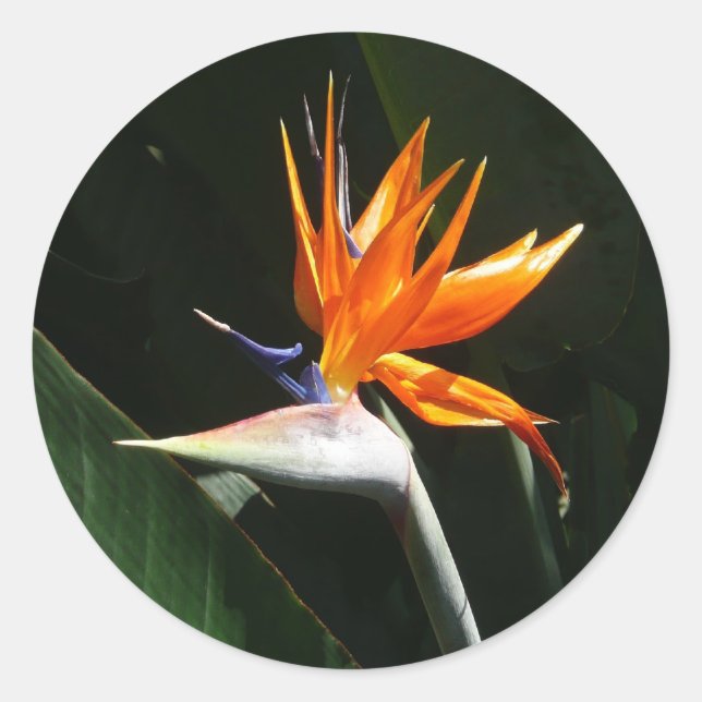 Sticker Rond Flower tropical orange paradise (Devant)