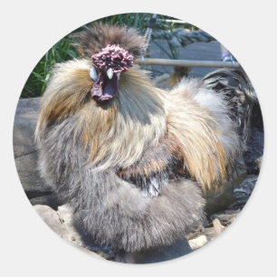 Sticker Rond Fluffy Charm Imperfection : Un Rooster Silky Uniqu