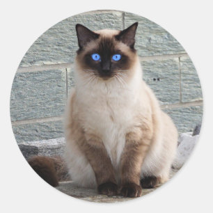 Sticker Rond Fluffy Chat aux yeux bleus