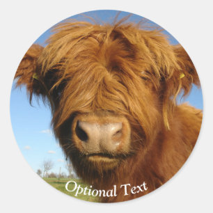 Sticker Rond Fluffy Scottish Highland Cow