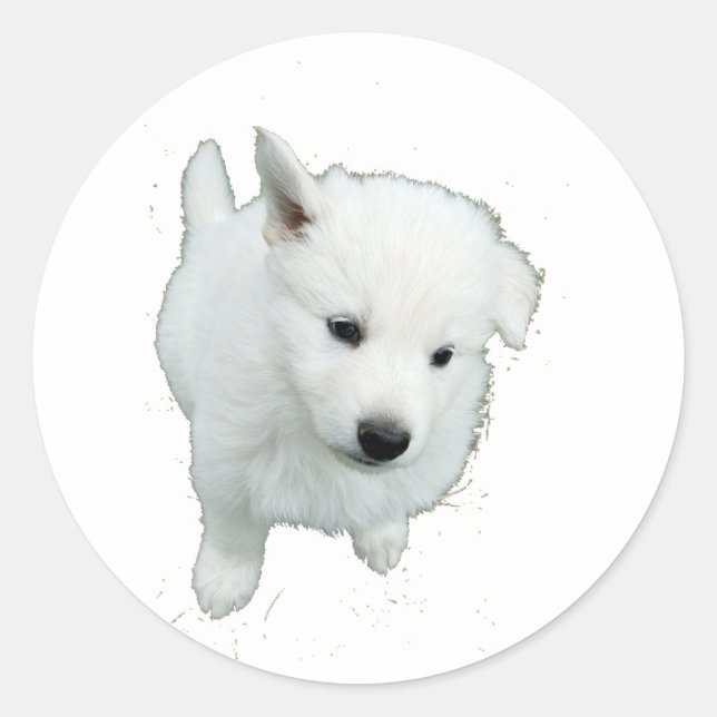 Sticker Rond Fluffy White Puppy Photographie (Devant)