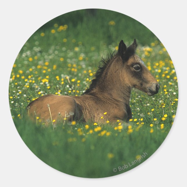 Sticker Rond Foal allongé dans les fleurs (Devant)
