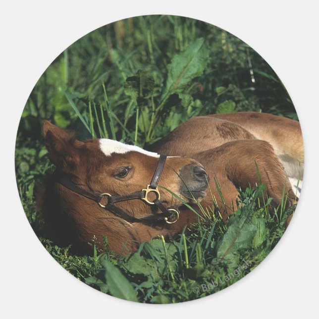 Sticker Rond Foie Thoroughbred allongé (Devant)