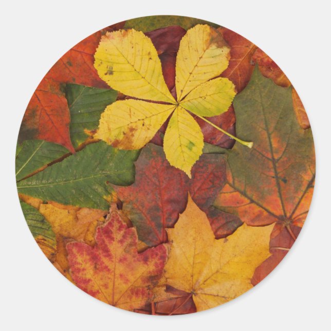 Sticker Rond Folithe d'automne (Devant)