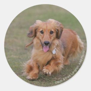 Sticker Rond Fonctionnement de teckel de Miniture