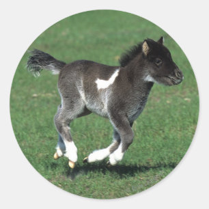 Sticker Rond Fonctionnement miniature de poulain