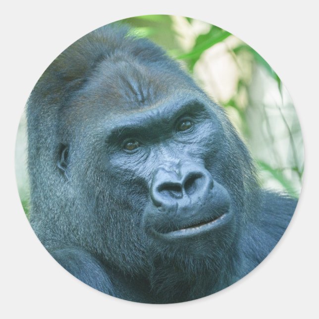 Sticker Rond Force inébranlable Silverback Gorilla Kito (Devant)
