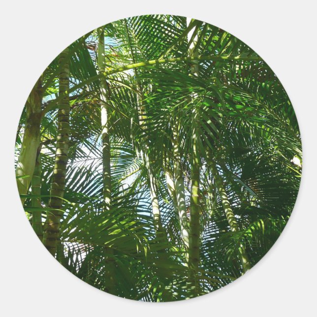 Sticker Rond Forest of Palm Trees Tropical Nature (Devant)
