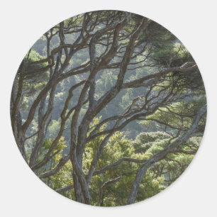 Sticker Rond Forêt d'arbres Manuka Nouvelle-Zélande