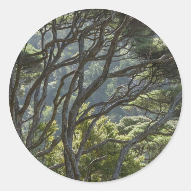 Sticker Rond Forêt d'arbres Manuka Nouvelle-Zélande (Devant)