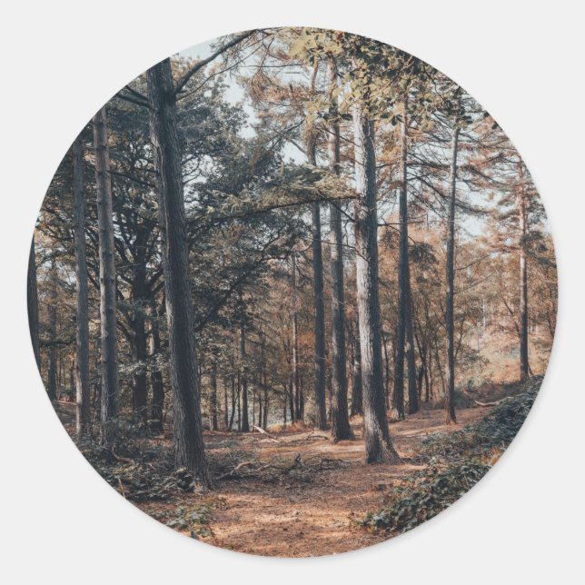 Sticker Rond Forêt panoramique relaxante (Devant)