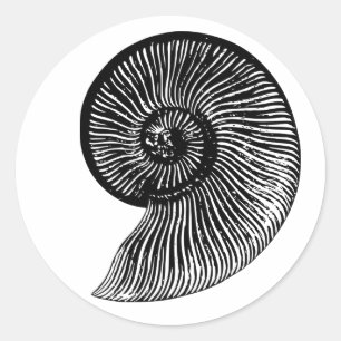 Sticker Rond Fossile ammonite