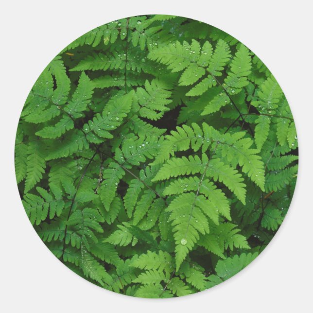 Sticker Rond Fougère bracken avec gouttes de pluie, État de Was (Devant)