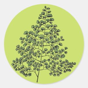 Sticker Rond Fougère de Maidenhair