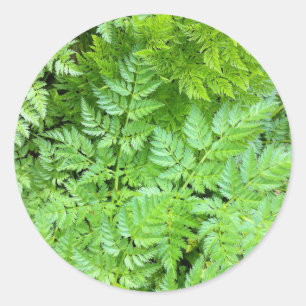 Sticker Rond Fougères sensibles