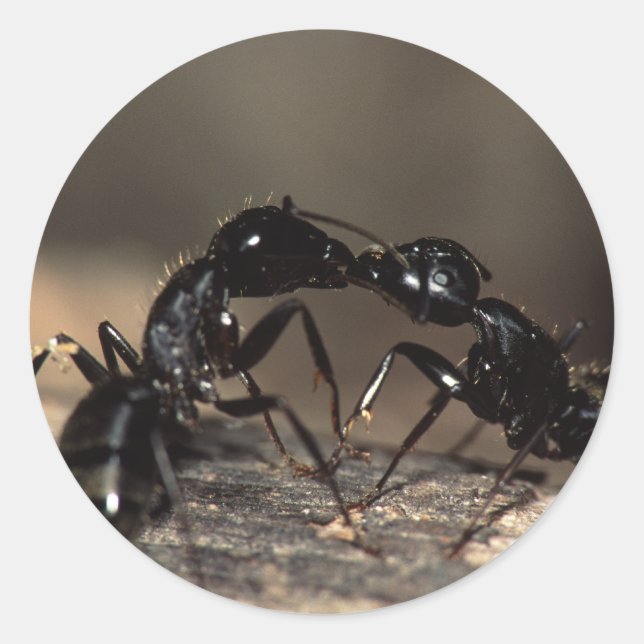 Sticker Rond fourmis (Devant)