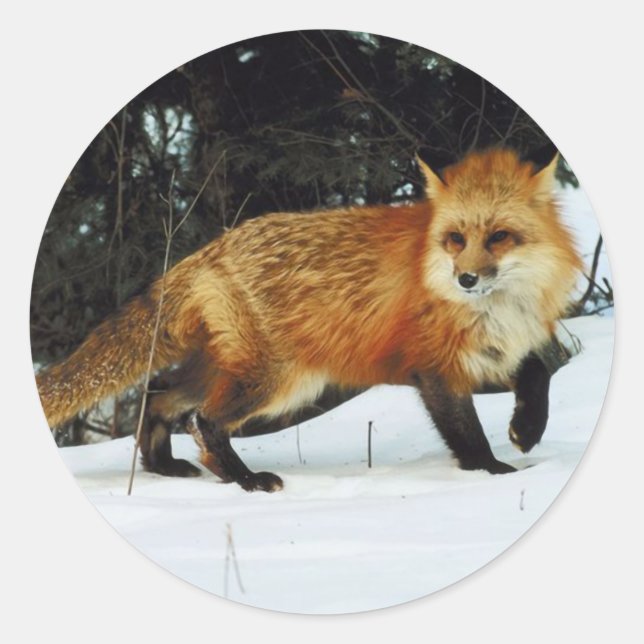 Sticker Rond Fox (Devant)
