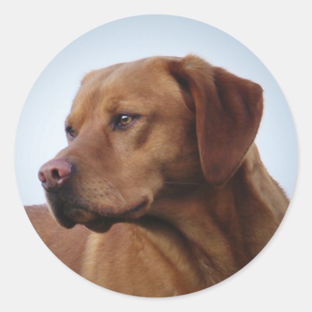Sticker Rond Fox Red Labrador Gundog (Devant)