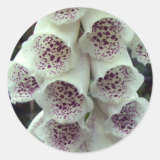 Sticker Rond Foxglove blanc (Devant)