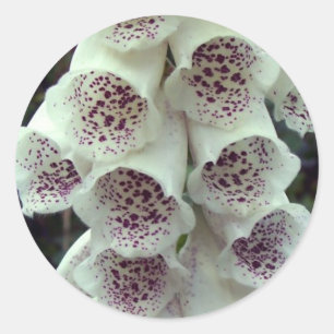 Sticker Rond Foxglove blanc