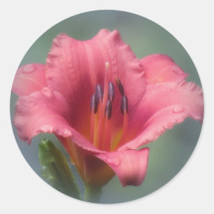 Sticker Rond Fraise et bleu - Daylily