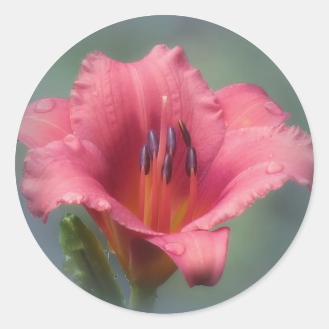 Sticker Rond Fraise et Bleu - Jour (Devant)