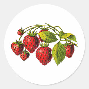 Sticker Rond Fraises fraîches