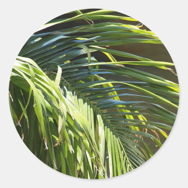 Sticker Rond Frances palmiers (Devant)