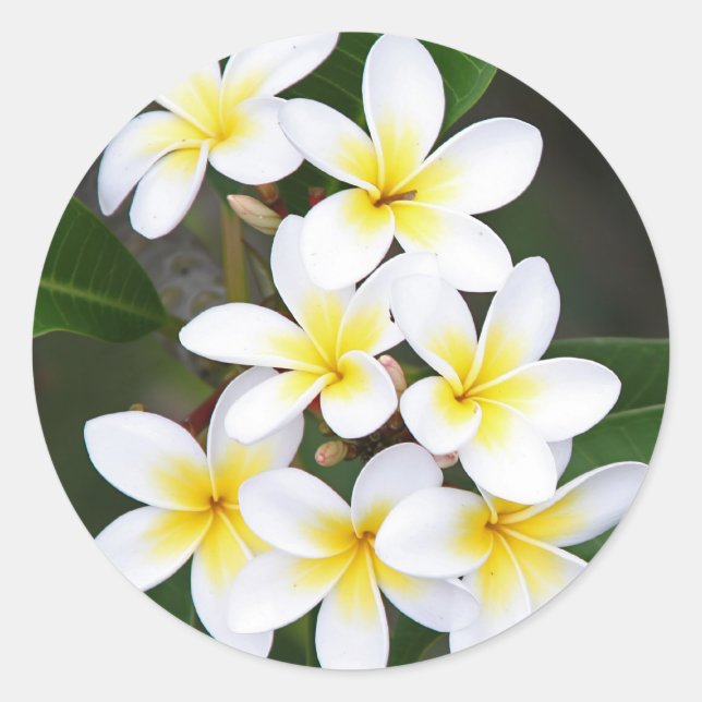 Sticker Rond Frangipani (Devant)