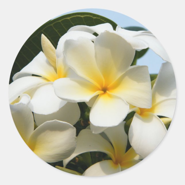Sticker Rond Frangipani Bliss (Devant)