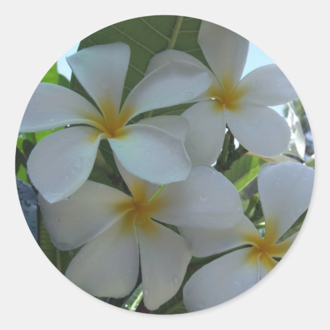 Sticker Rond Frangipani presque comestible (Devant)