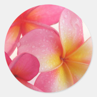 Sticker Rond Frangipani rose