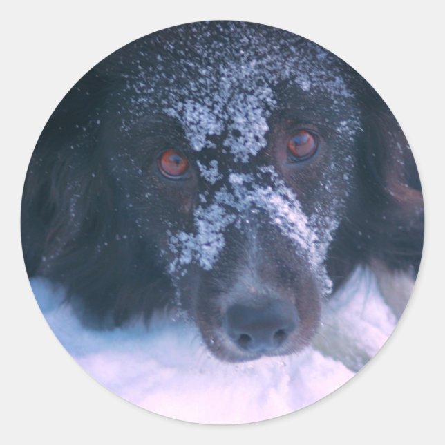Sticker Rond Frontière à neige Collie Chien (Devant)